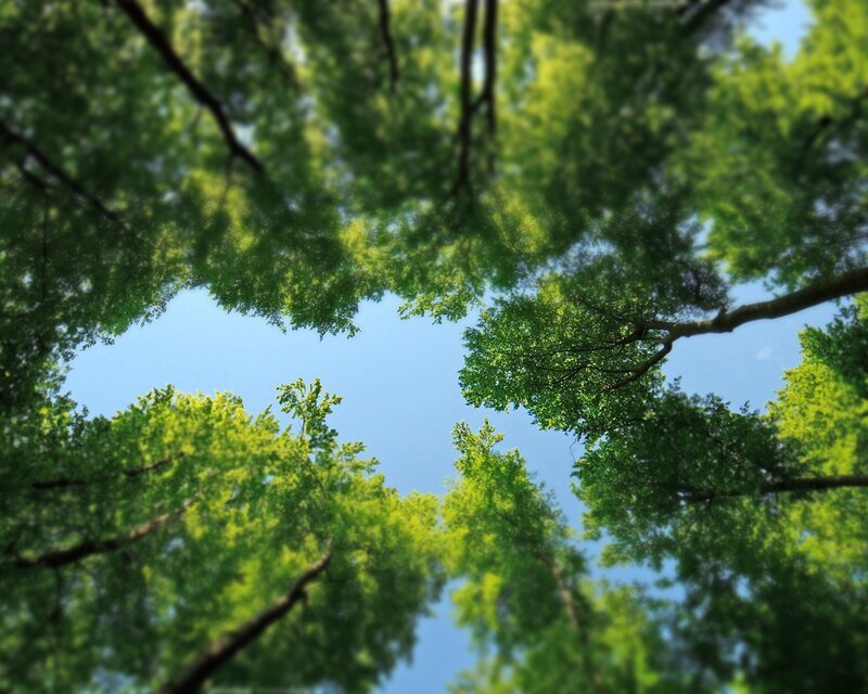 Tree Canopy View