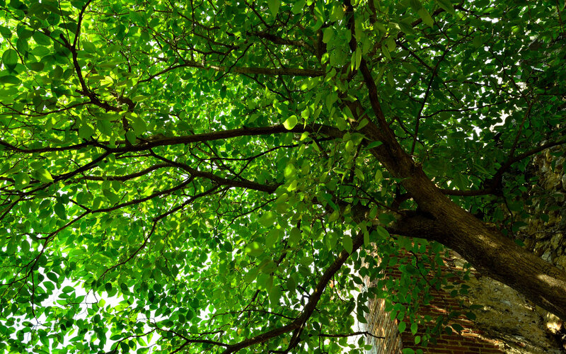 Tree Canopy with Brick Wall