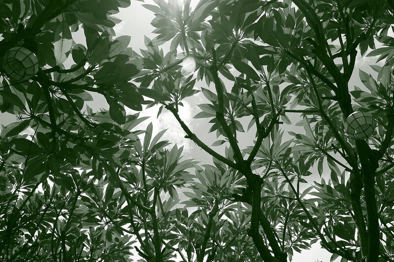 tree canopy with lanterns