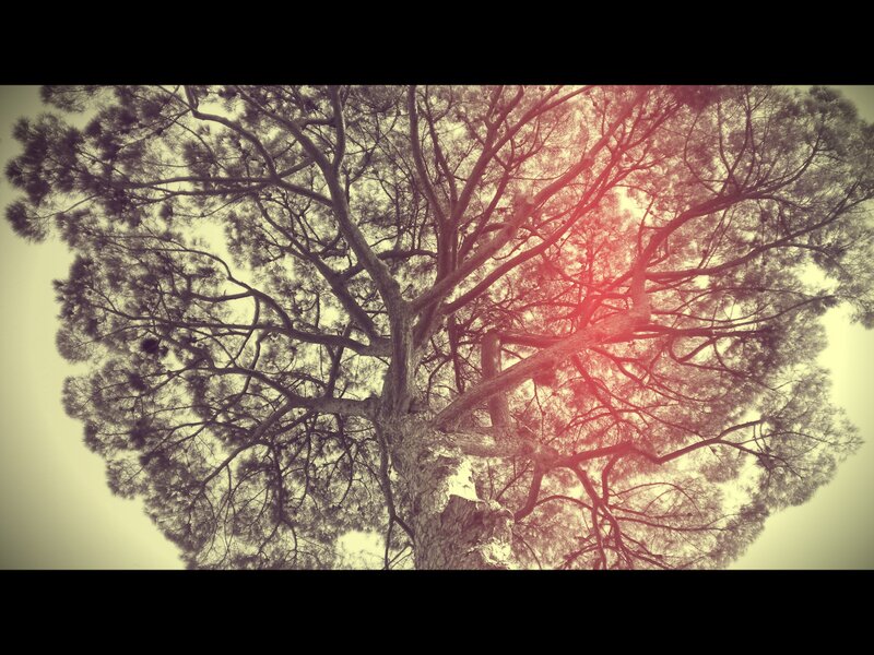 tree canopy with sun flare