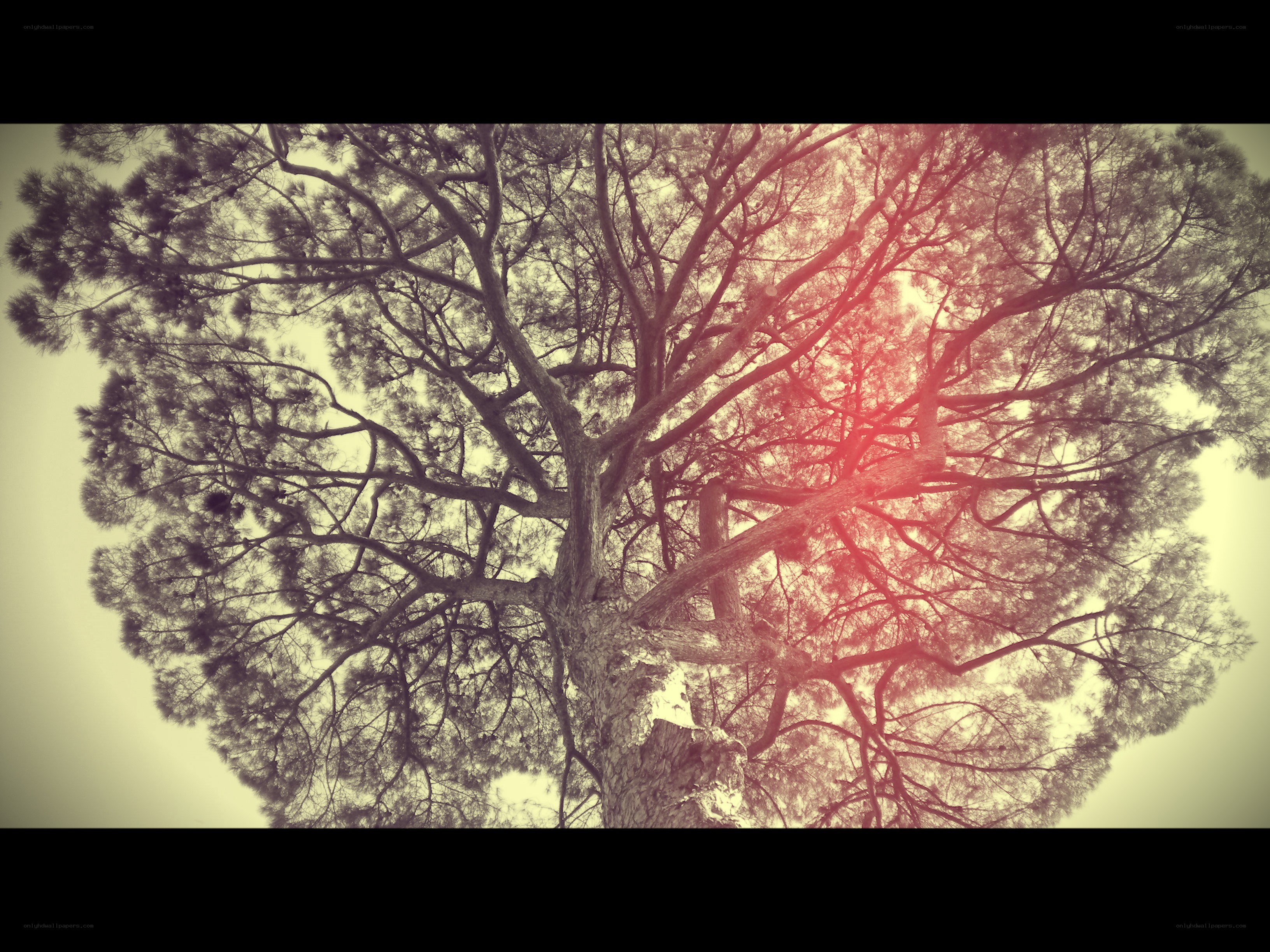 tree canopy with sun flare