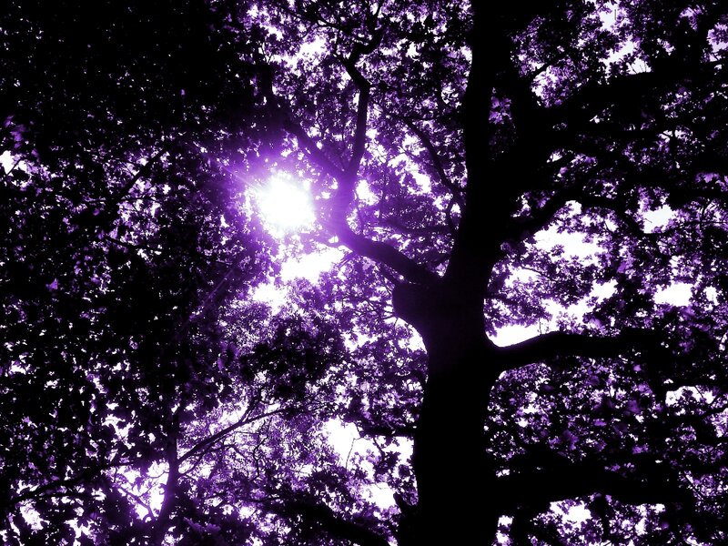 Tree Canopy with Sun