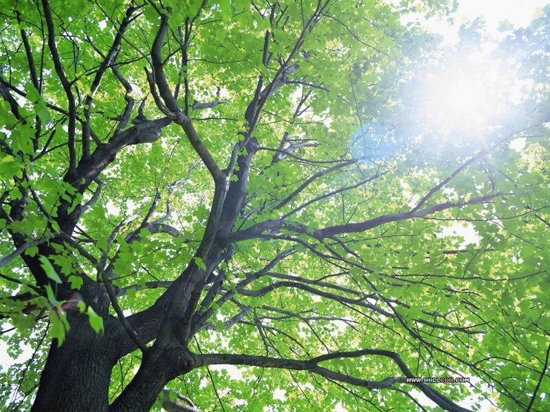 Tree Canopy with Sunlight — Green, Serene, Afternoon, Photograph