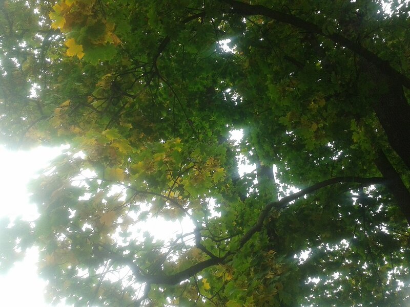 Tree Canopy with Sunlight — Green