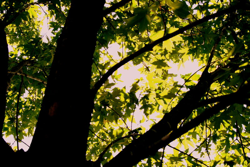 Tree Canopy with Sunlight