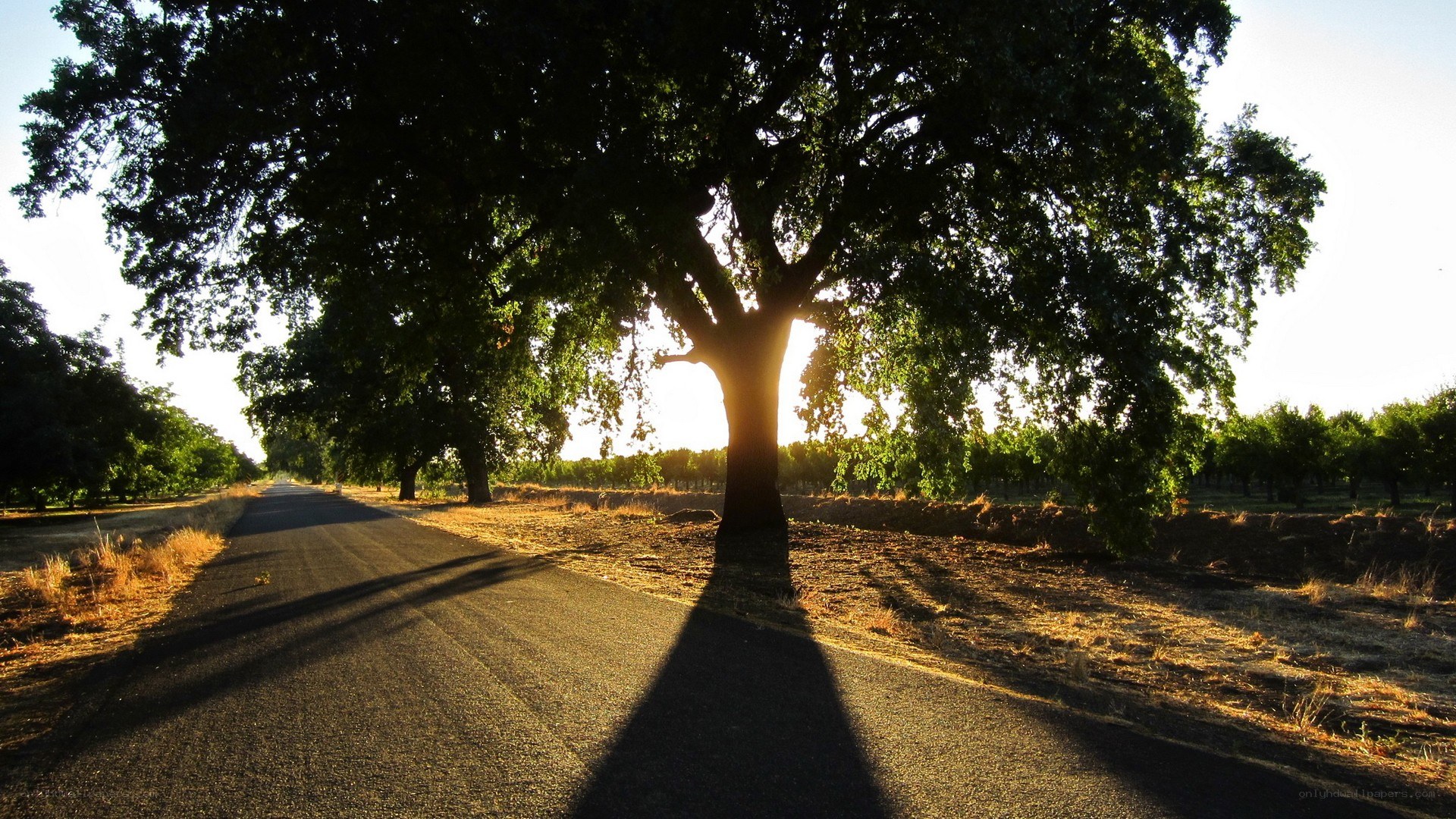 Tree casting long shadow on road