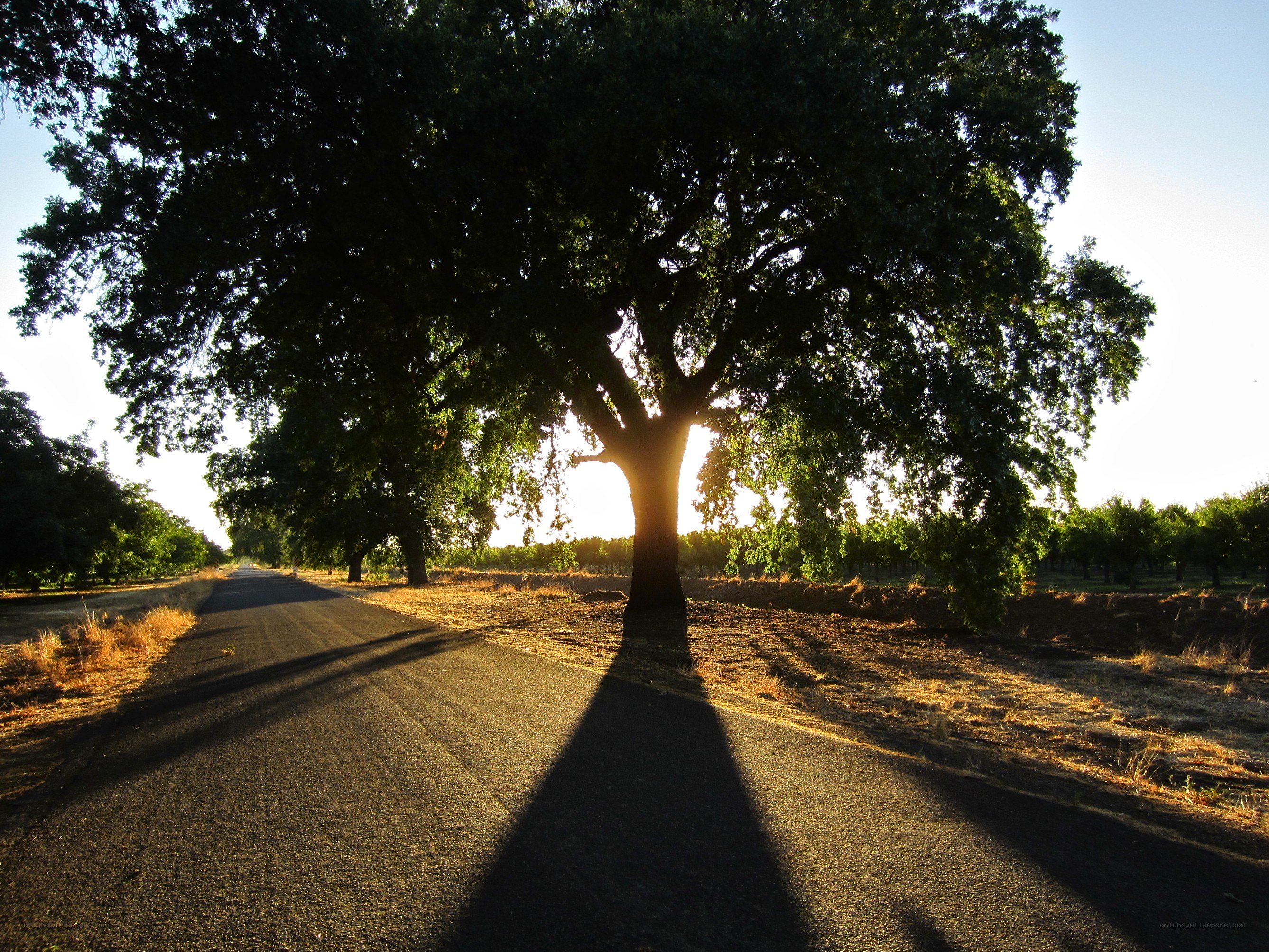 Tree casting long shadow on road