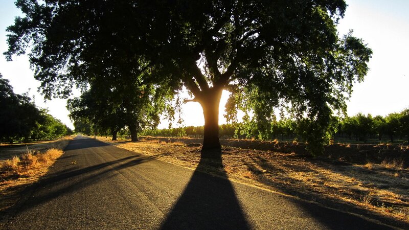 Tree Casting Long Shadow