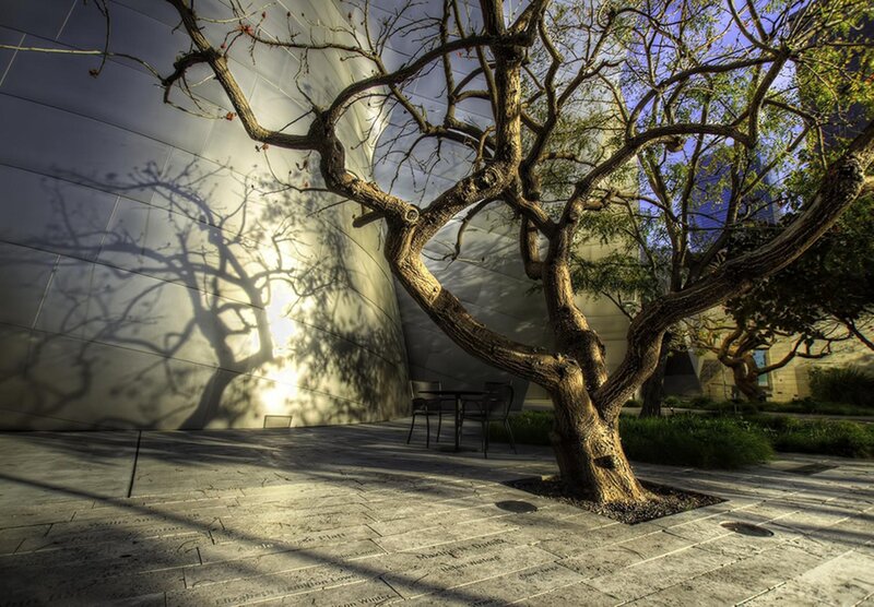 Tree Casting Shadow
