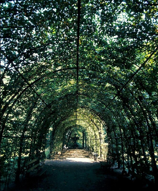 tree-covered arbor pathway
