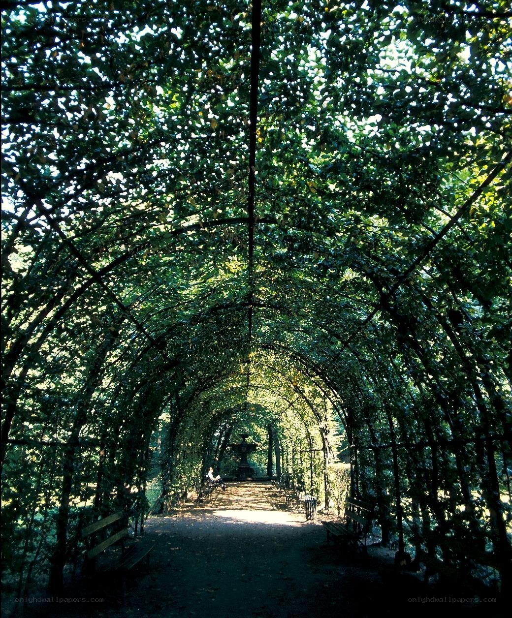tree-covered arbor pathway