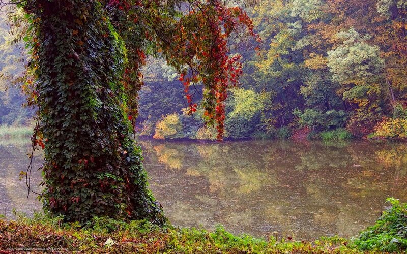 Tree Covered in Ivy — Green