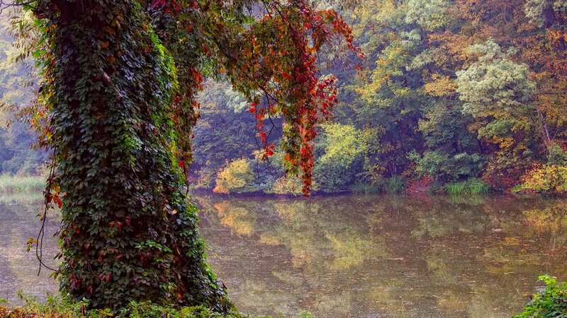 Tree Covered in Ivy