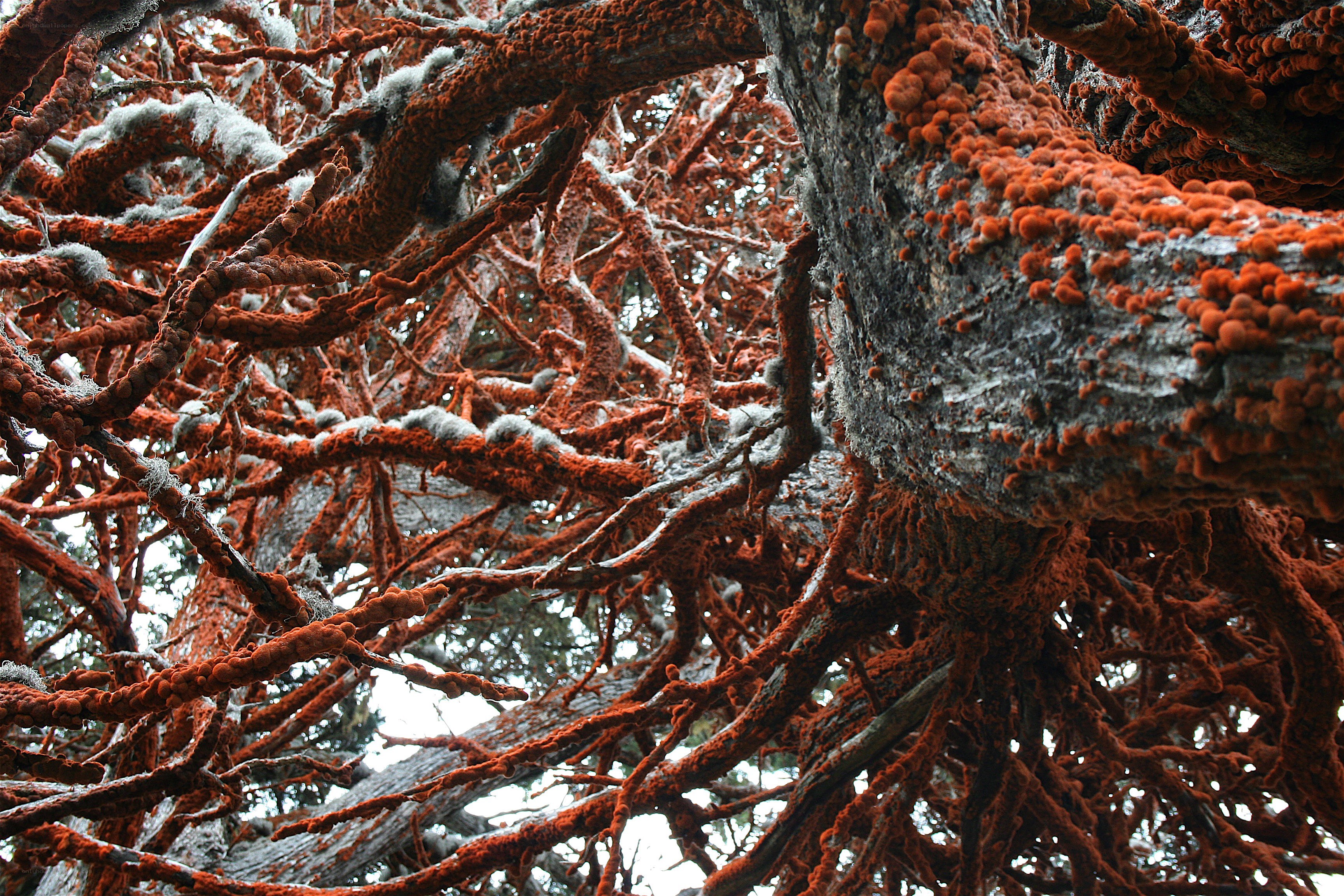 tree covered in orange fungus