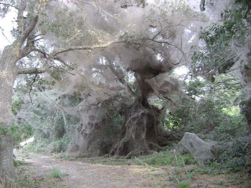 Tree Covered in Webs