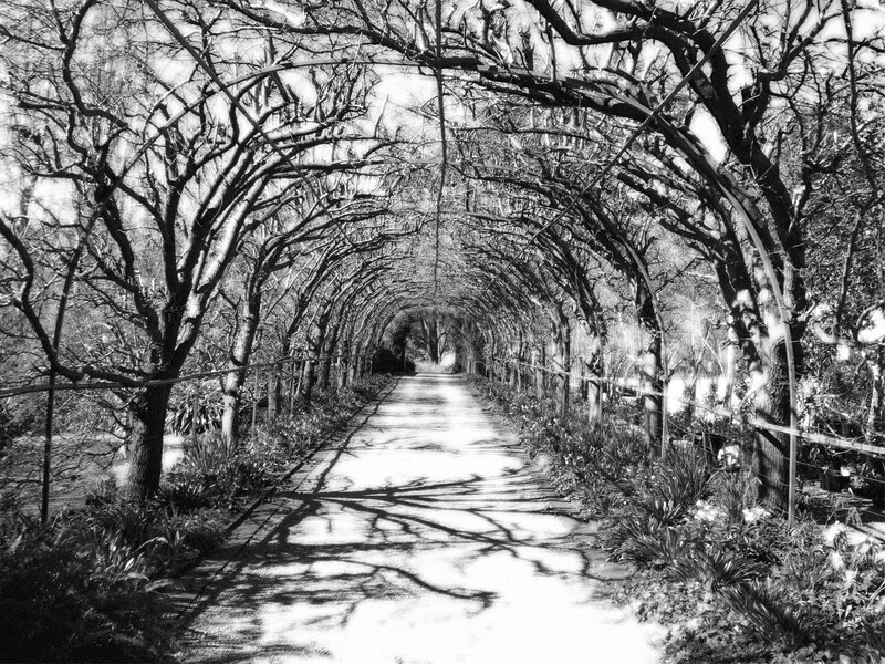 Tree-covered Pathway