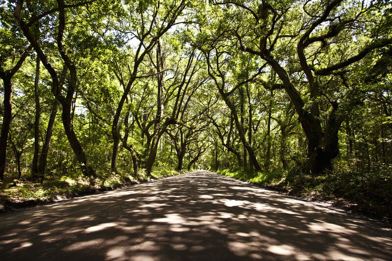 Tree-covered Road — Green, Serene