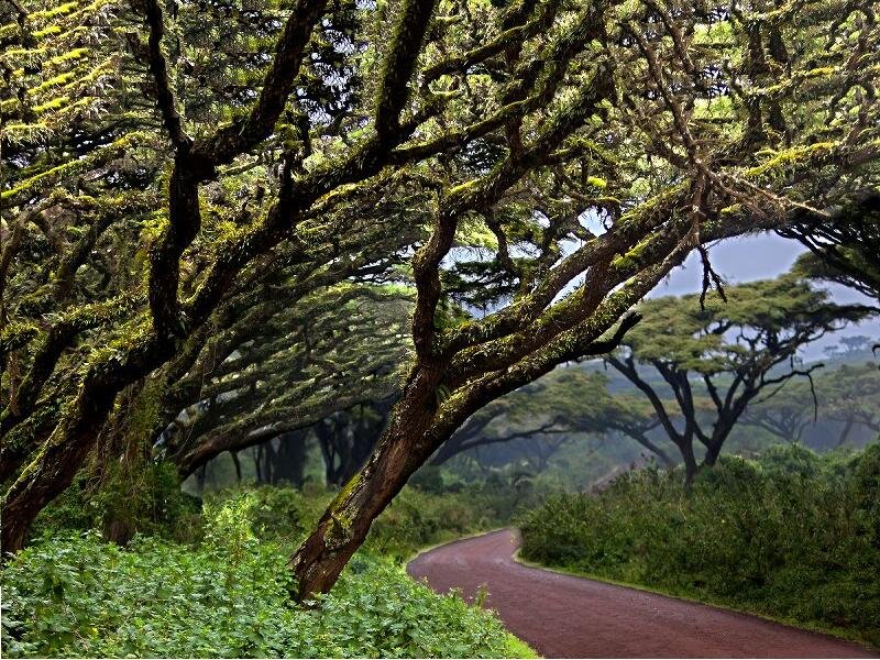 Tree-covered Road — Green