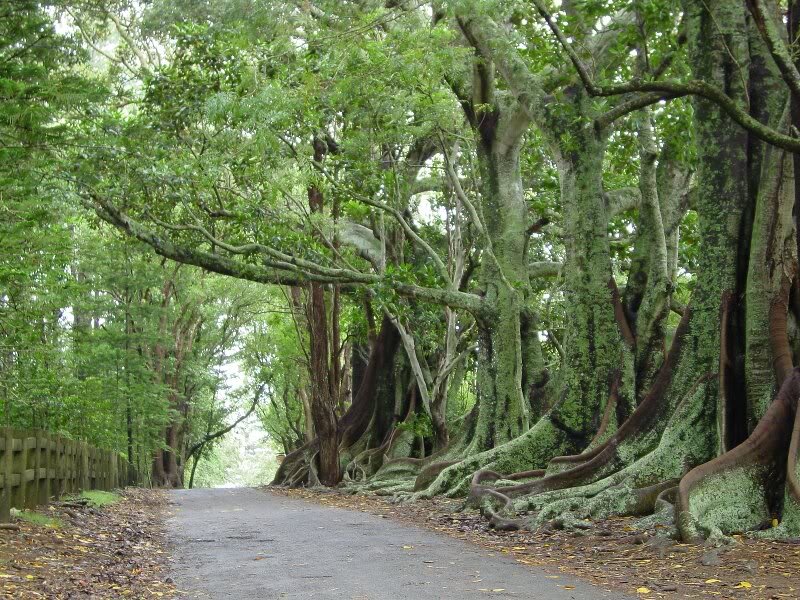Tree-covered Road