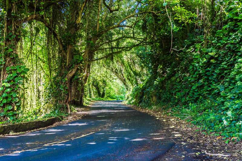 Tree-covered Road Tunnel — Green