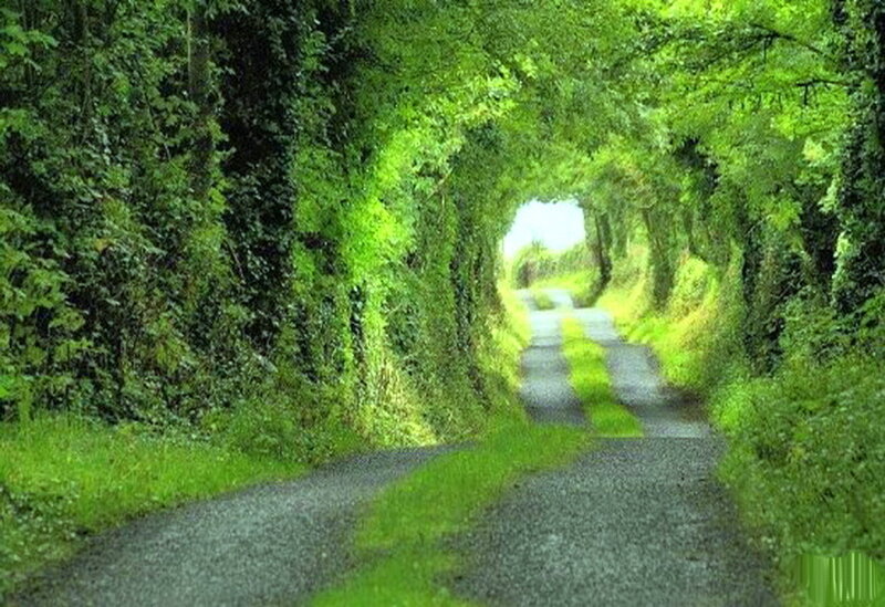 Tree-covered Road Tunnel