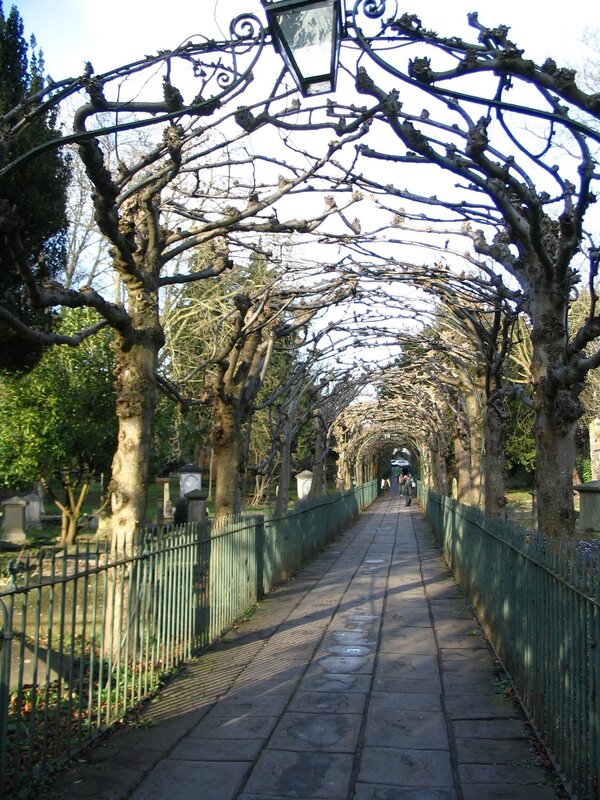 Tree-covered Walkway