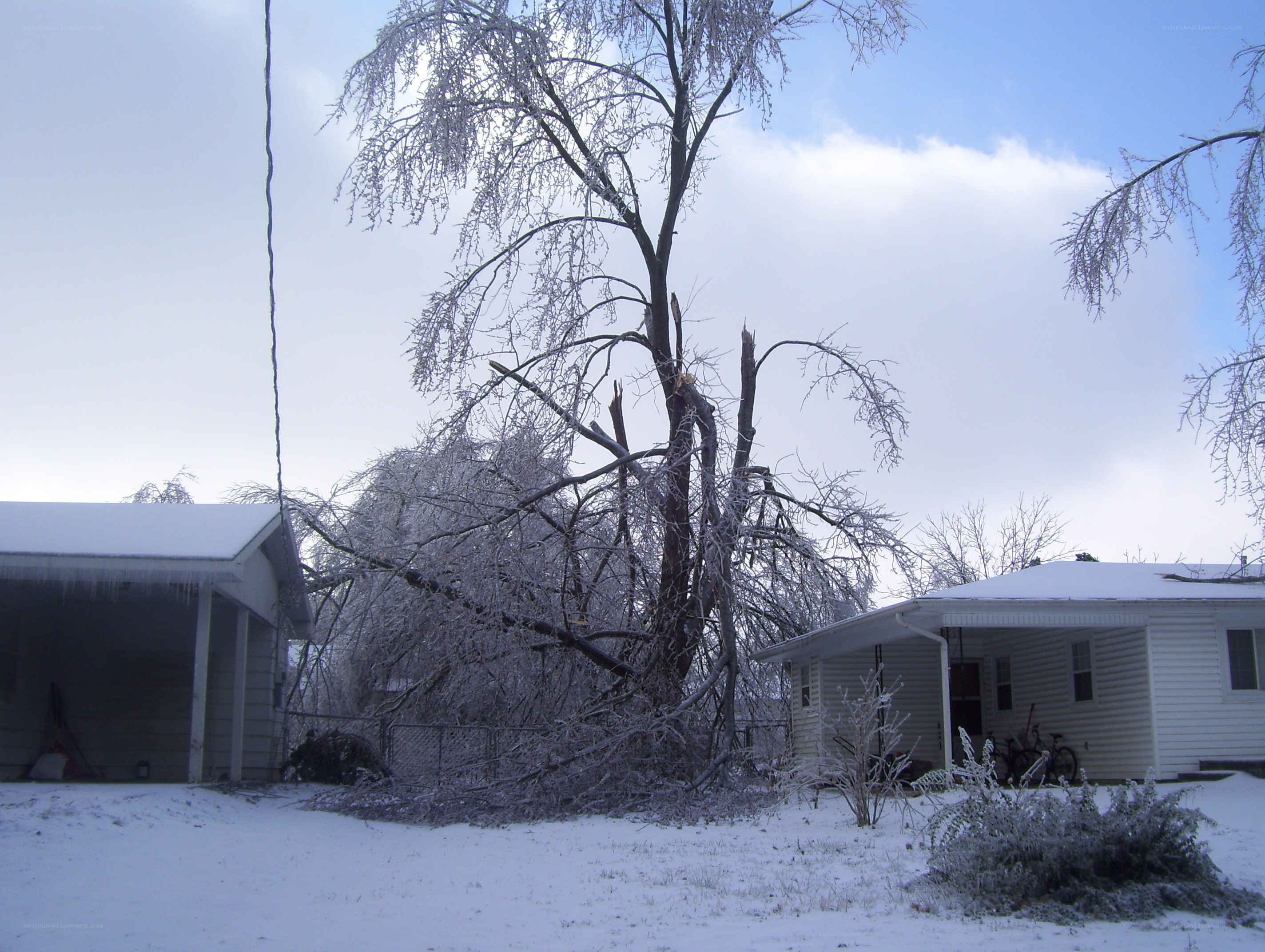 Tree damaged in ice storm