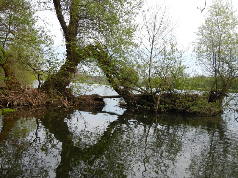 Tree fallen into lake
