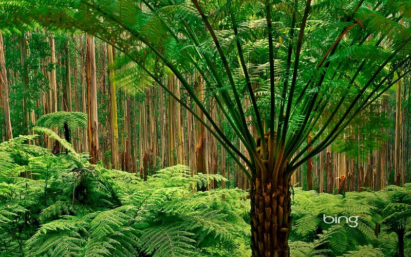 Tree Fern in Forest — Green
