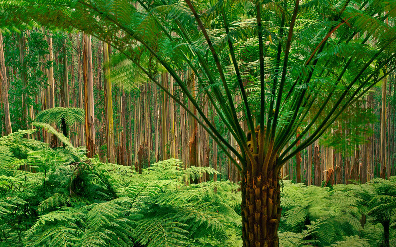 Tree Fern in Forest