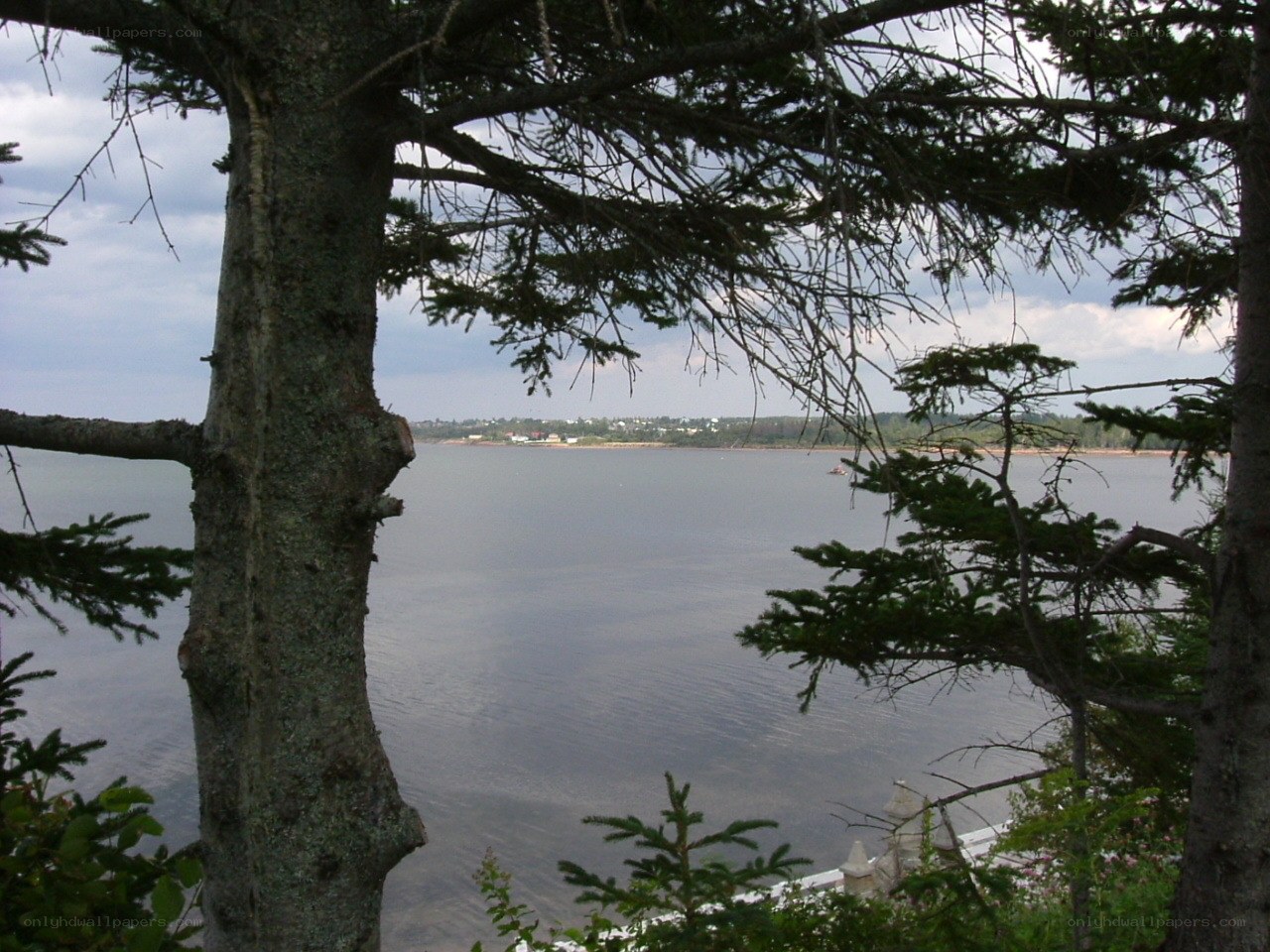 Tree-framed coastal view