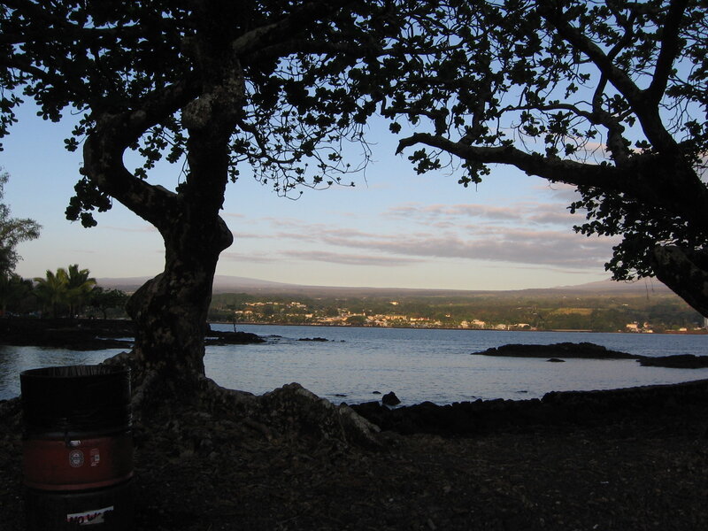 Tree framing a coastal view