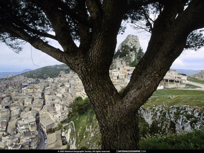 Tree framing a town view