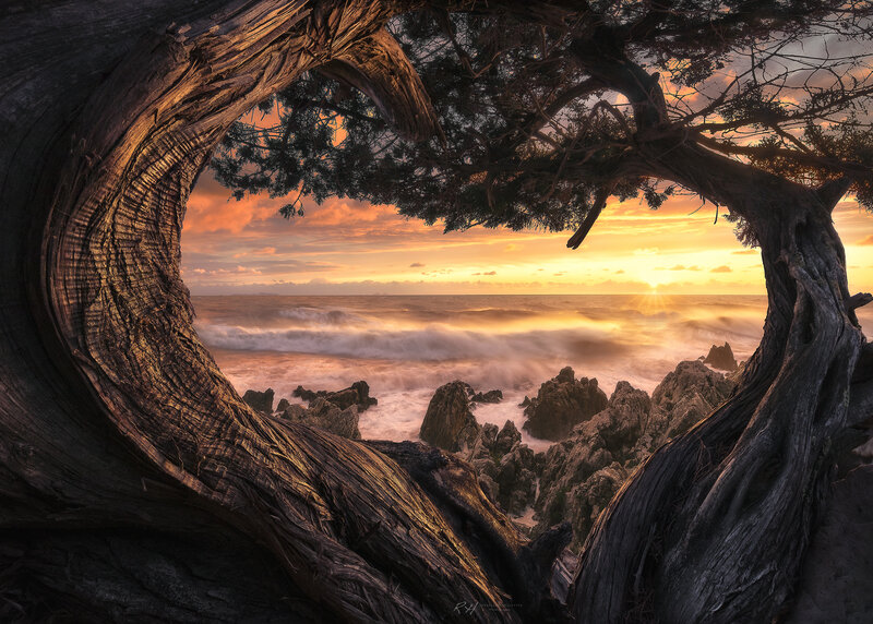 Tree Framing Ocean View