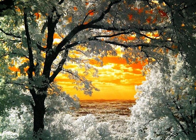 Tree Framing Sunset