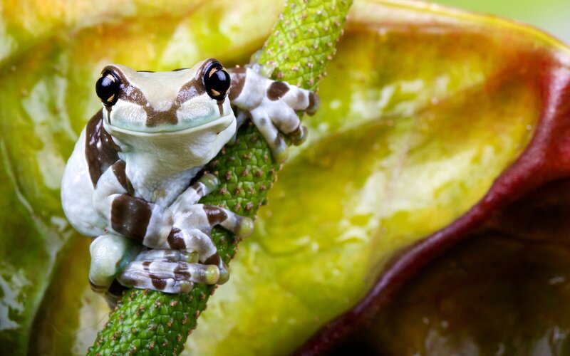 Tree Frog on Leaf