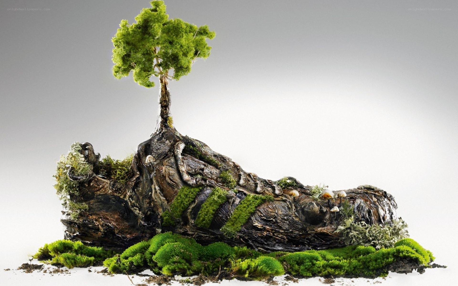 tree growing from a shoe