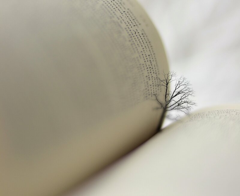 Tree Growing from Book