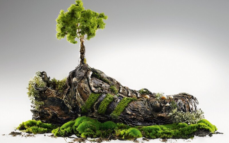 Tree Growing from Shoe