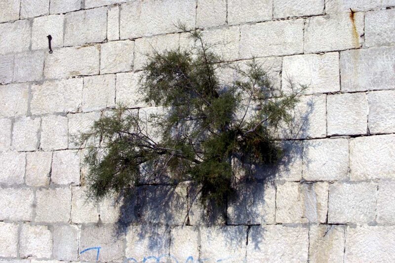 Tree Growing from Wall