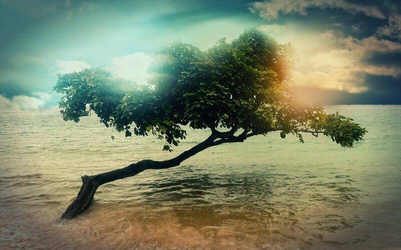 Tree Growing in Water