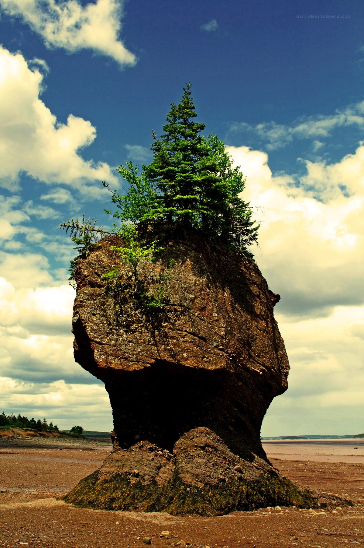 Tree growing on a rock formation