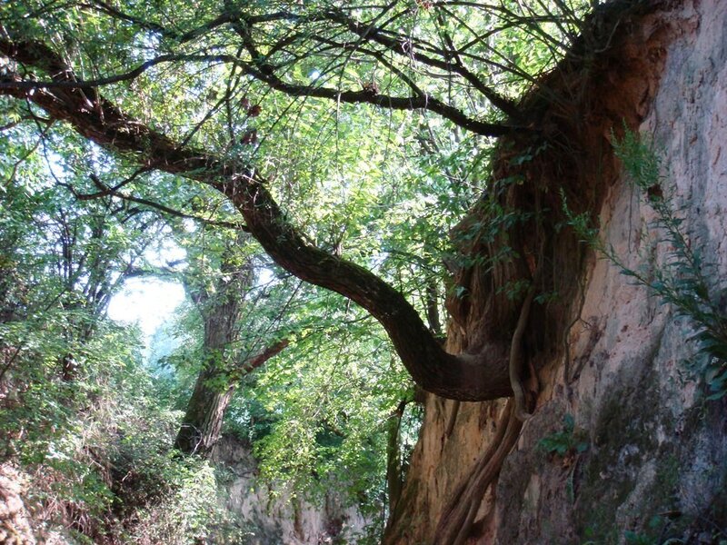 Tree Growing on Cliff — Green, Natural