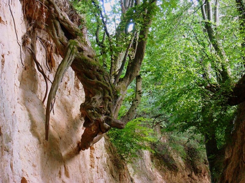 Tree Growing on Cliff — Green