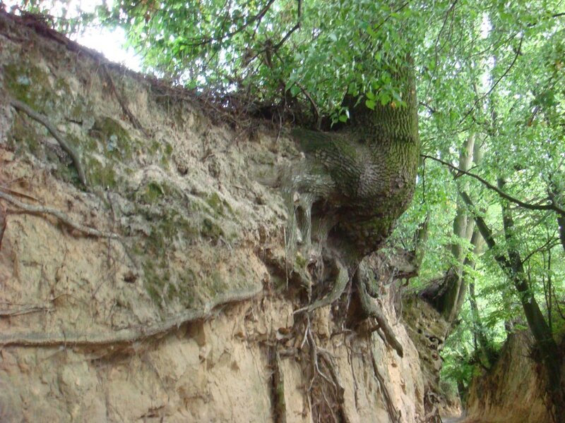 Tree Growing on Cliff