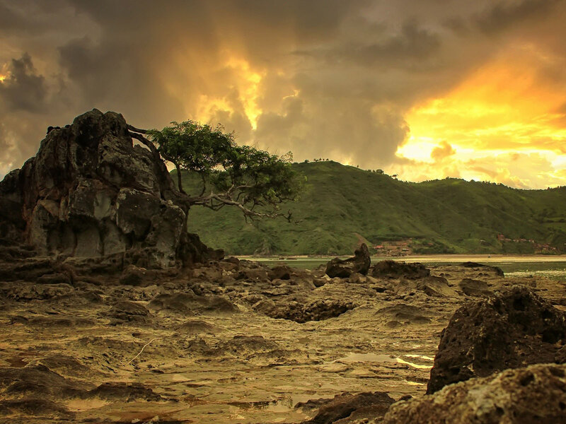 Tree Growing on Rock — Yellow