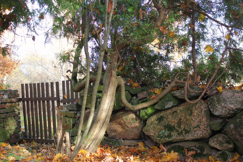 Tree Growing over Stone Wall