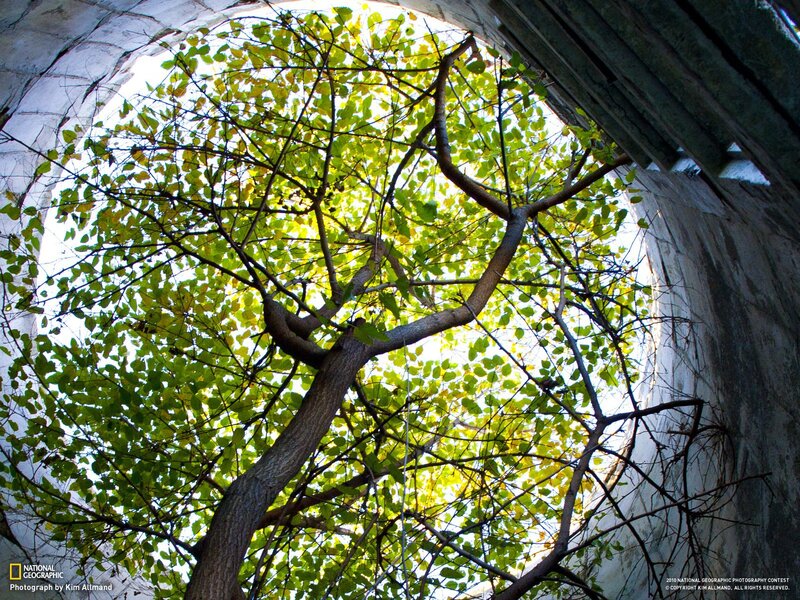 Tree Growing Through Archway — Green