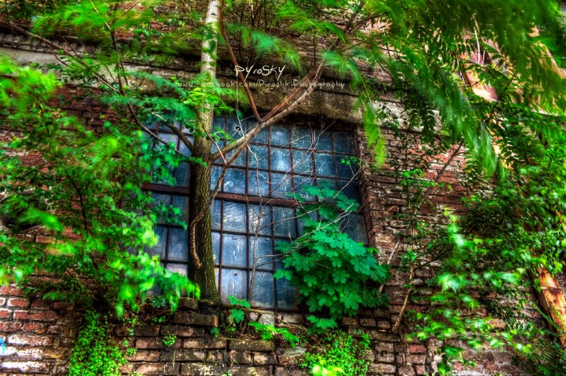 Tree Growing Through Window