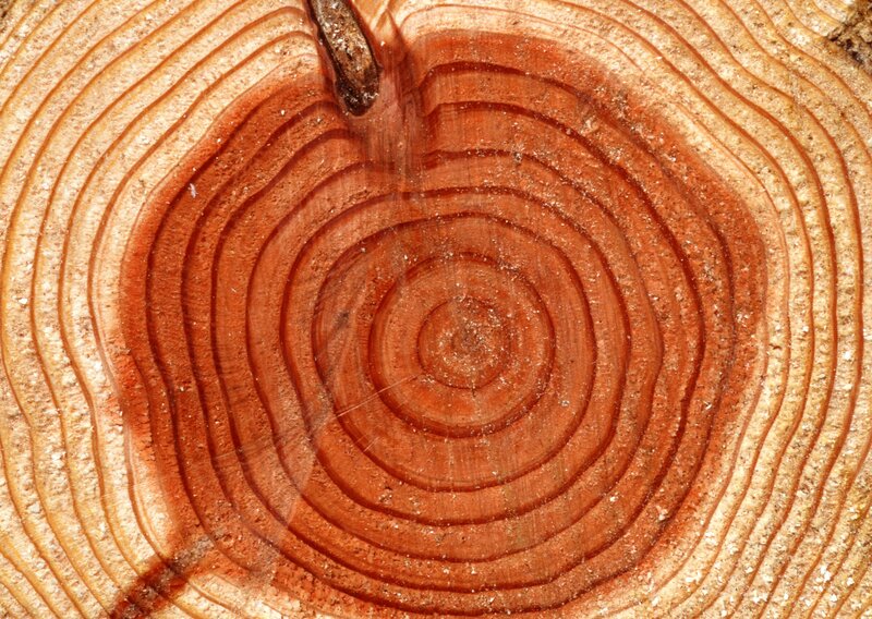 Tree Growth Rings — Brown, Natural